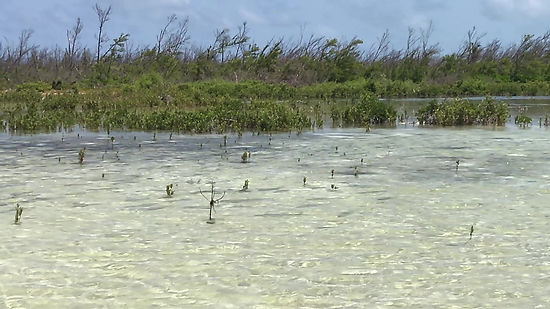 Bonefish Tailing in the Mangroves